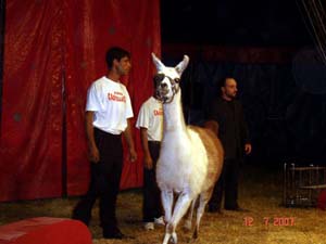 CIRCO EQUESTRE (17)